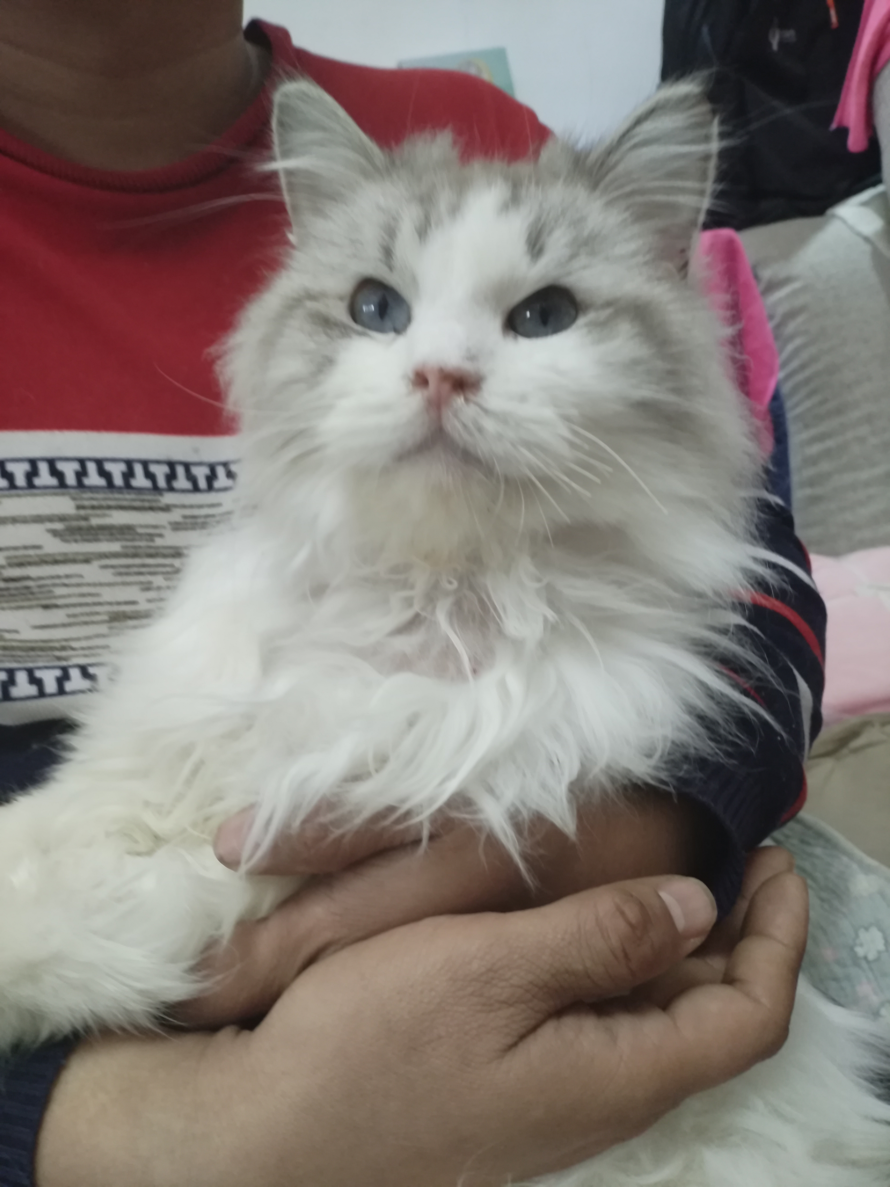 自己养的的猫猫找新家了